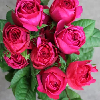 Rosa Princess Kishi - ružičasta - nostalgija ruža