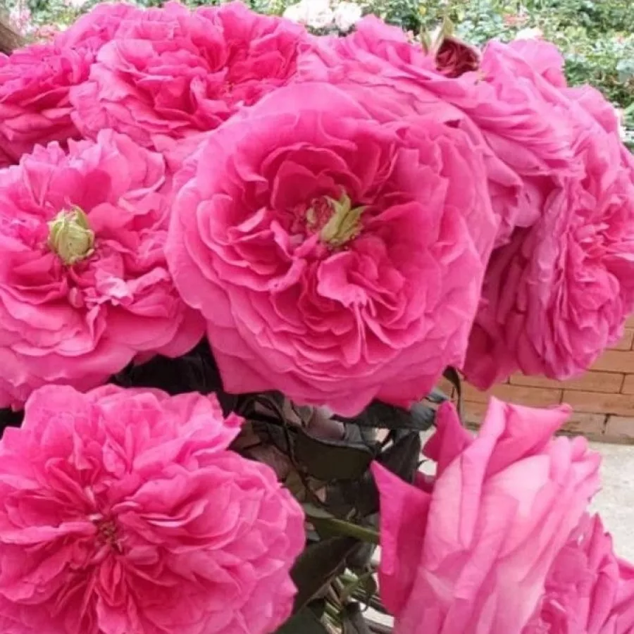 Tömvetelt virágú - Rózsa - Princess Kishi - online rózsa vásárlás