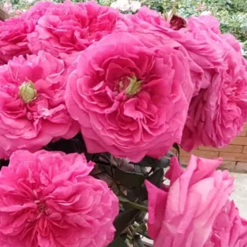 Sötétrózsaszín - magenta árnyalat - nosztalgia rózsa - diszkrét illatú rózsa - -
