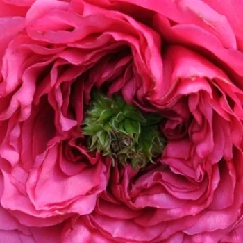 Rosen-webshop - rózsaszín - nosztalgia rózsa - nem illatos rózsa - Princess Kishi - (90-120 cm)