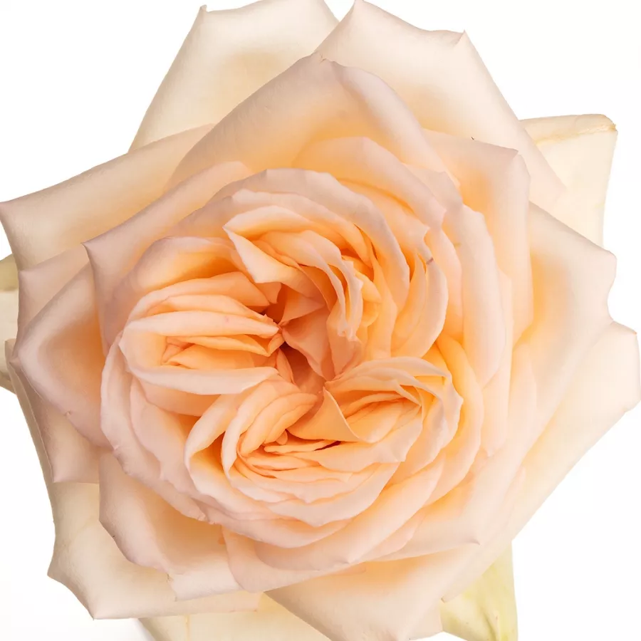 Umiarkowanie pachnąca róża - Róża - Princess Maya - sadzonki róż sklep internetowy - online