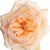 Róża nostalgiczna - umiarkowanie pachnąca róża - zapach słodki - sadzonki róż sklep internetowy - online - Rosa Princess Maya - żółty