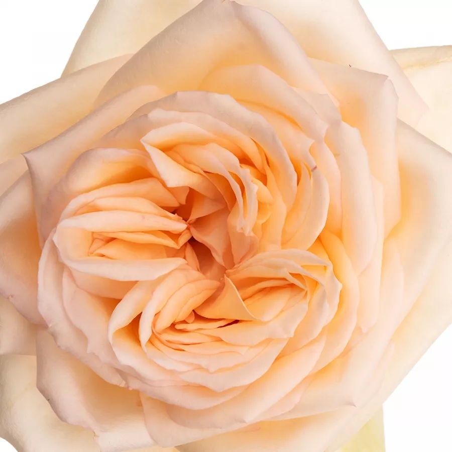 Nosztalgia rózsa - Rózsa - Princess Maya - kertészeti webáruház