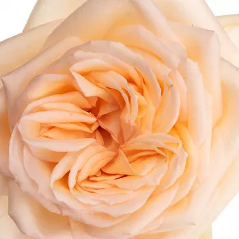 Creme - rosa farbton - nostalgische rose - rose mit mäßigem duft - süßes aroma
