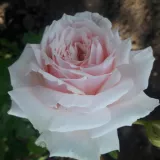 Rosa - rosales nostalgicos - rosa de fragancia intensa - miel - Rosa Shioli - comprar rosales online