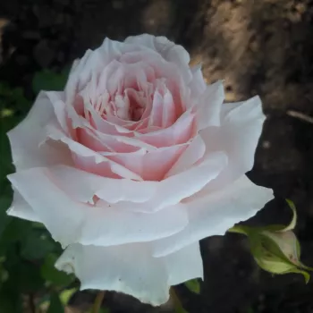 Rosa Shioli - rosa - rosales nostalgicos