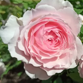 Világos rózsaszín - nosztalgia rózsa - intenzív illatú rózsa - méz aromájú