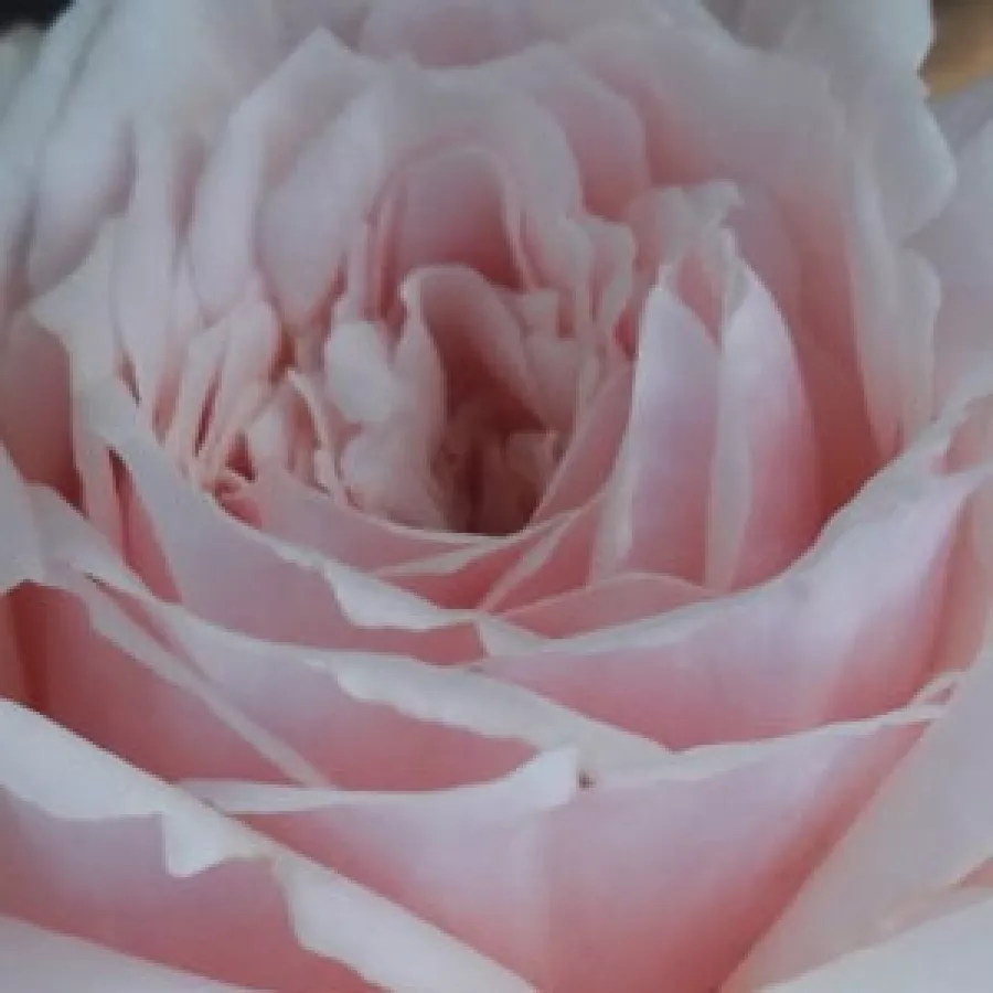 - - Rózsa - Shioli - kertészeti webáruház