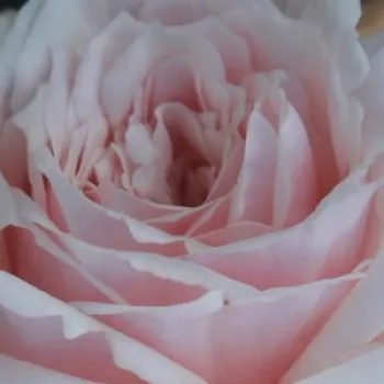Róże ogrodowe - rózsaszín - nosztalgia rózsa - intenzív illatú rózsa - Shioli - (80-100 cm)