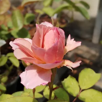 SOLA – rózsaszín virágágyi floribunda rózsa - Kunieda