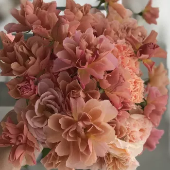 Poros levendula -rózsaszín alap, középen finom bézses rózsaszín árnyalattal. - virágágyi floribunda rózsa - illattalan rózsa - nincs érezhető aroma