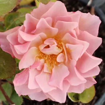 Online rózsa vásárlás - rózsaszín - illattalan rózsa - Sola - virágágyi floribunda rózsa - (80-120 cm)