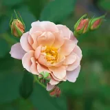 Rosa - beetrose grandiflora – floribundarose - rose mit mäßigem duft - - - Rosa Sola - rosen online kaufen