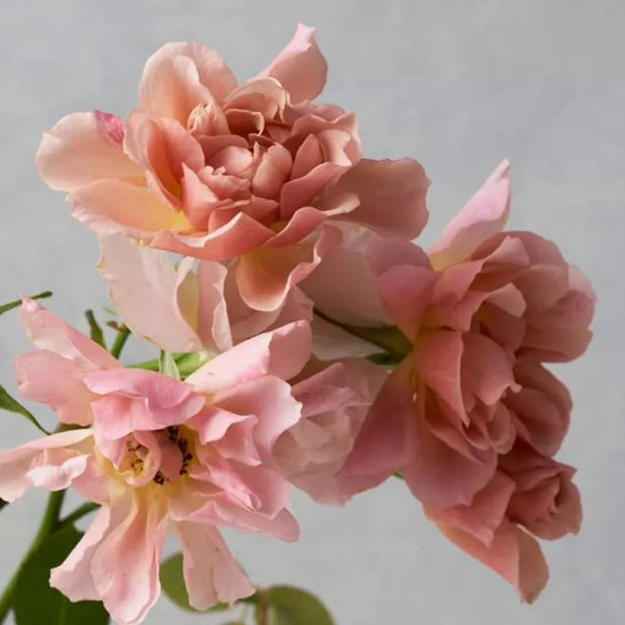 Vrtnica grandiflora - floribunda za cvetlično gredo - Roza - Sola - vrtnice online