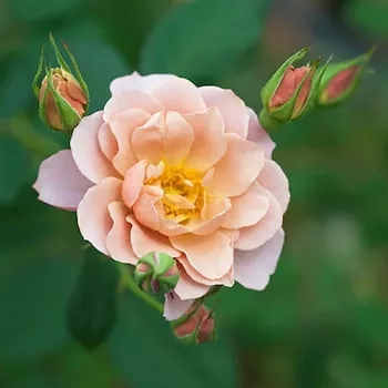 Rosa Sola - rózsaszín - virágágyi grandiflora - floribunda rózsa