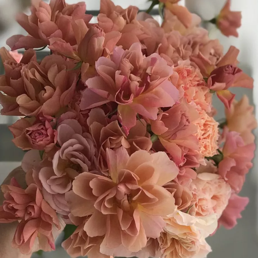 Tömvetelt virágú - Rózsa - Sola - online rózsa vásárlás