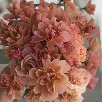 Rosa - orange farbton - beetrose grandiflora – floribundarose - rose mit mäßigem duft - apfelaroma