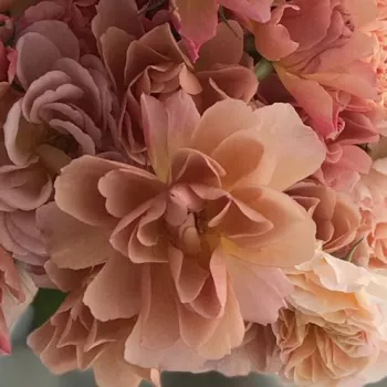 Narudžba ruža - rózsaszín - virágágyi grandiflora - floribunda rózsa - közepesen illatos rózsa - Sola - (90-120 cm)