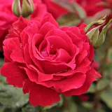 Vörös - virágágyi grandiflora - floribunda rózsa - Online rózsa vásárlás - Rosa Burning Love® - diszkrét illatú rózsa - grapefruit aromájú