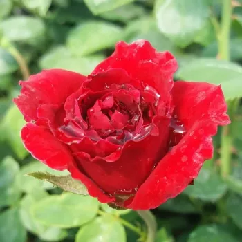 Rosa Burning Love® - vörös - virágágyi grandiflora - floribunda rózsa