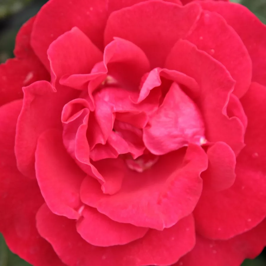 Grandiflora - Floribunda - Róża - Burning Love® - Szkółka Róż Rozaria