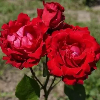 Šarlatově červená - stromkové růže - Stromkové růže, květy kvetou ve skupinkách