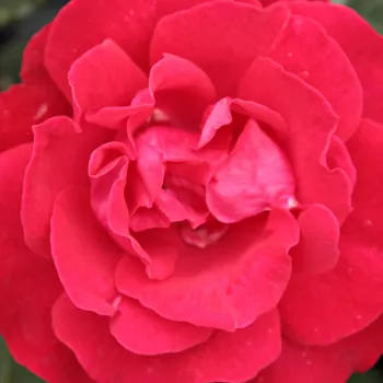 Web trgovina ruža - Floribunda - grandiflora ruža  - diskretni miris ruže - crvena - Burning Love® - (80-150 cm)