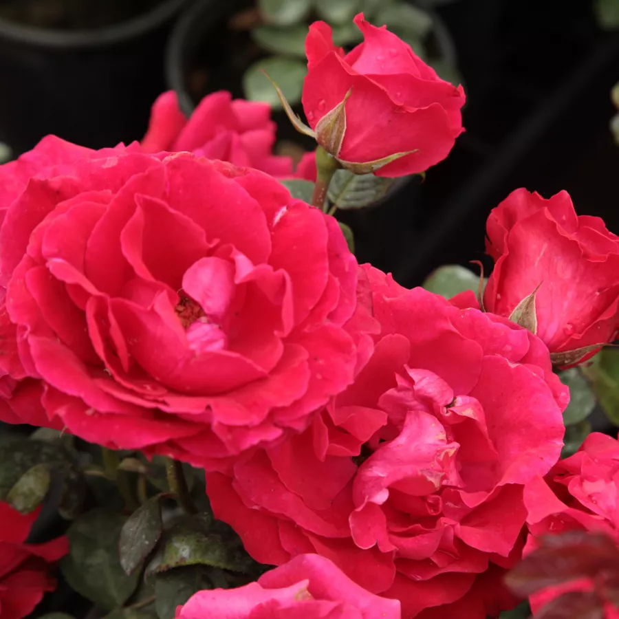 Trandafiri Grandiflora - Floribunda - Trandafiri - Burning Love® - comanda trandafiri online