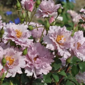 COUTURE R. TILIA – rózsaszín virágágyi floribunda rózsa - Kawamoto