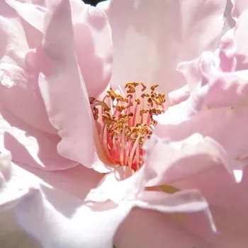 Rózsák webáruháza. - rózsaszín - erőteljes, hosszan tartó illatú rózsa - Couture R. Tilia - virágágyi floribunda rózsa - (80-110 cm)