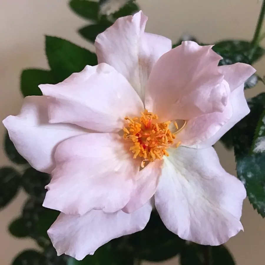 Virágágyi floribunda rózsa - Rózsa - Couture R. Tilia - online rózsa vásárlás