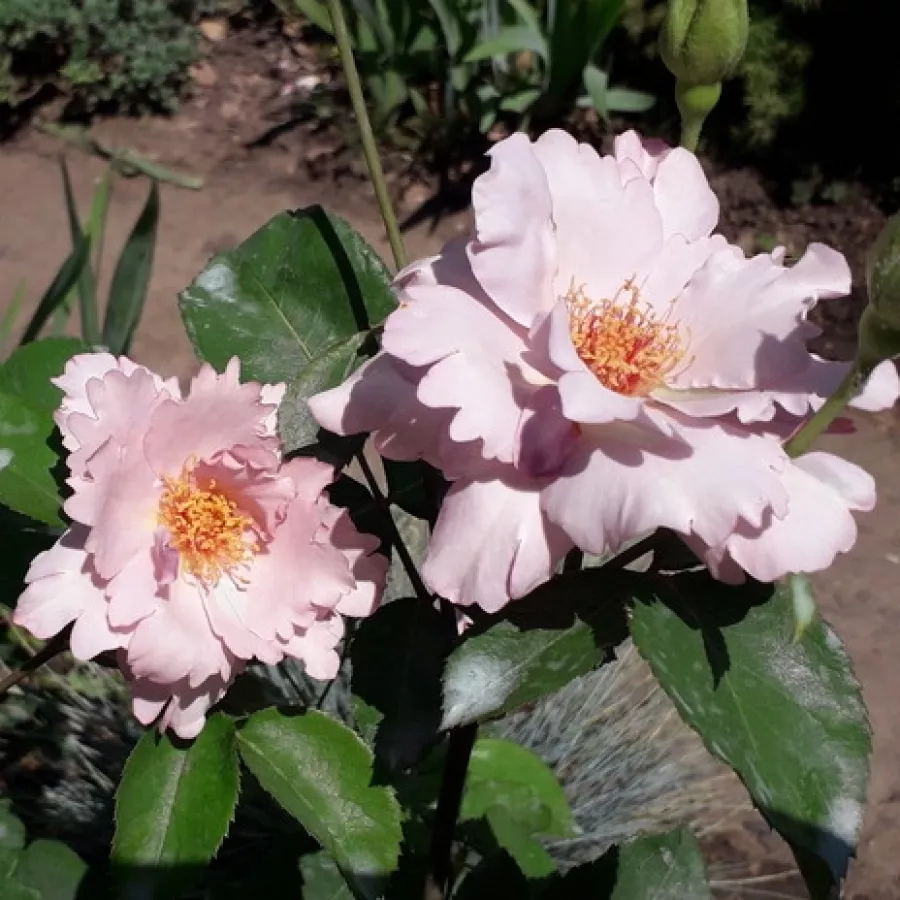 Vrtnica floribunda za cvetlično gredo - Roza - Couture R. Tilia - vrtnice online