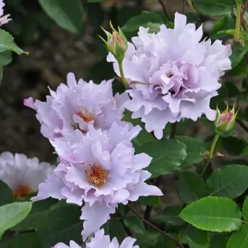 Fioletowy - różowy odcień - róża rabatowa floribunda - róża o intensywnym zapachu - zapach słodki