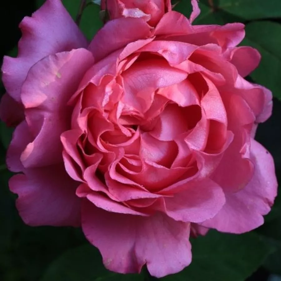 Teahibrid rózsa - Rózsa - Tsukiyomi - online rózsa vásárlás