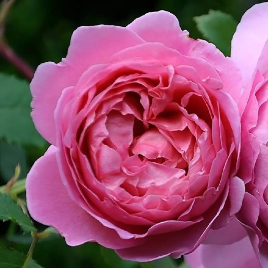 Teahibrid rózsa - Rózsa - Tsukiyomi - kertészeti webáruház