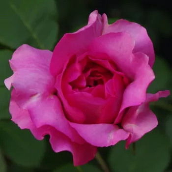 Rosa Tsukiyomi - ružičasta - hibridna čajevka