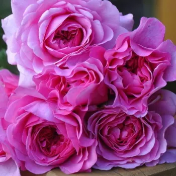 Ružičasta - hibridna čajevka - ruža intenzivnog mirisa - damaščanska aroma