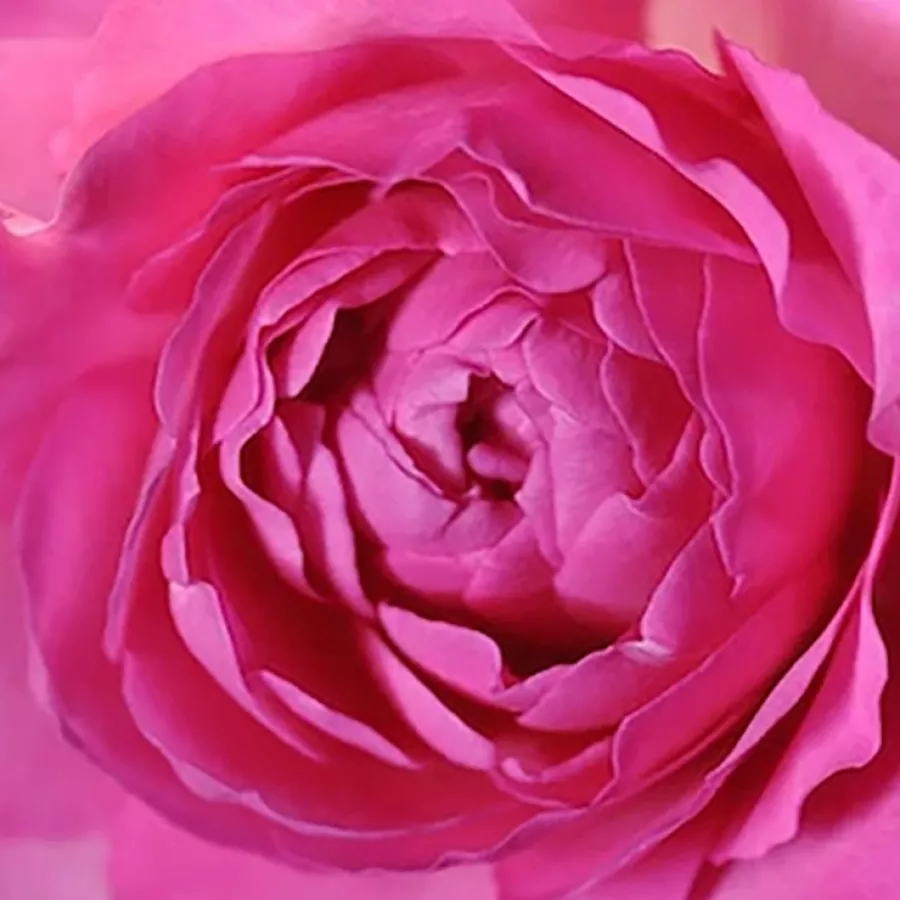 Csésze - Rózsa - Tsukiyomi - online rózsa vásárlás