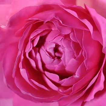 Online rózsa vásárlás - rózsaszín - teahibrid rózsa - intenzív illatú rózsa - Tsukiyomi - (90-100 cm)