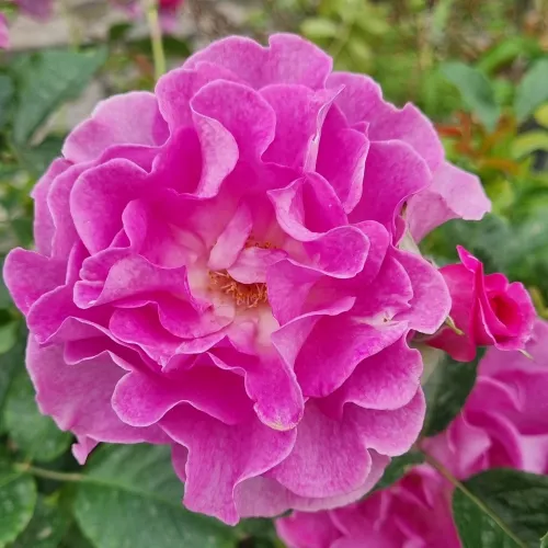 Lavande Parfumée