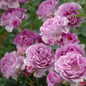 Egyszínű, hűvös tónusú mályvalila, enyhe ezüstös derengéssel. - virágágyi floribunda rózsa - nagyon erős, hosszan tartó illatú rózsa - rózsás karakterű