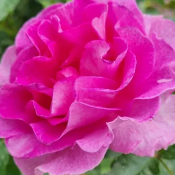 Online rózsa vásárlás - mályva lila - nagyon erős, hosszan tartó illatú rózsa - Lavande Parfumée - virágágyi floribunda rózsa - (85-115 cm)