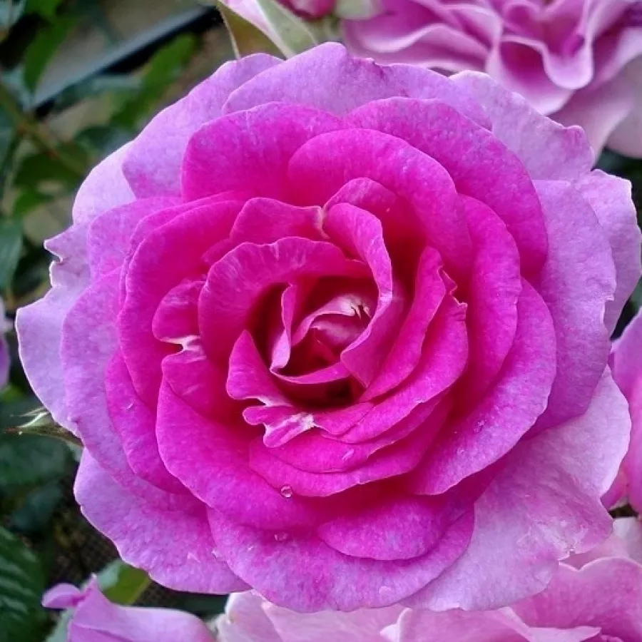 Róża o intensywnym zapachu - Róża - Lavande Parfumée - sadzonki róż sklep internetowy - online