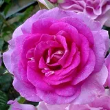 Rosa - beetrose floribundarose - rose mit intensivem duft - - - Rosa Lavande Parfumée - rosen online kaufen