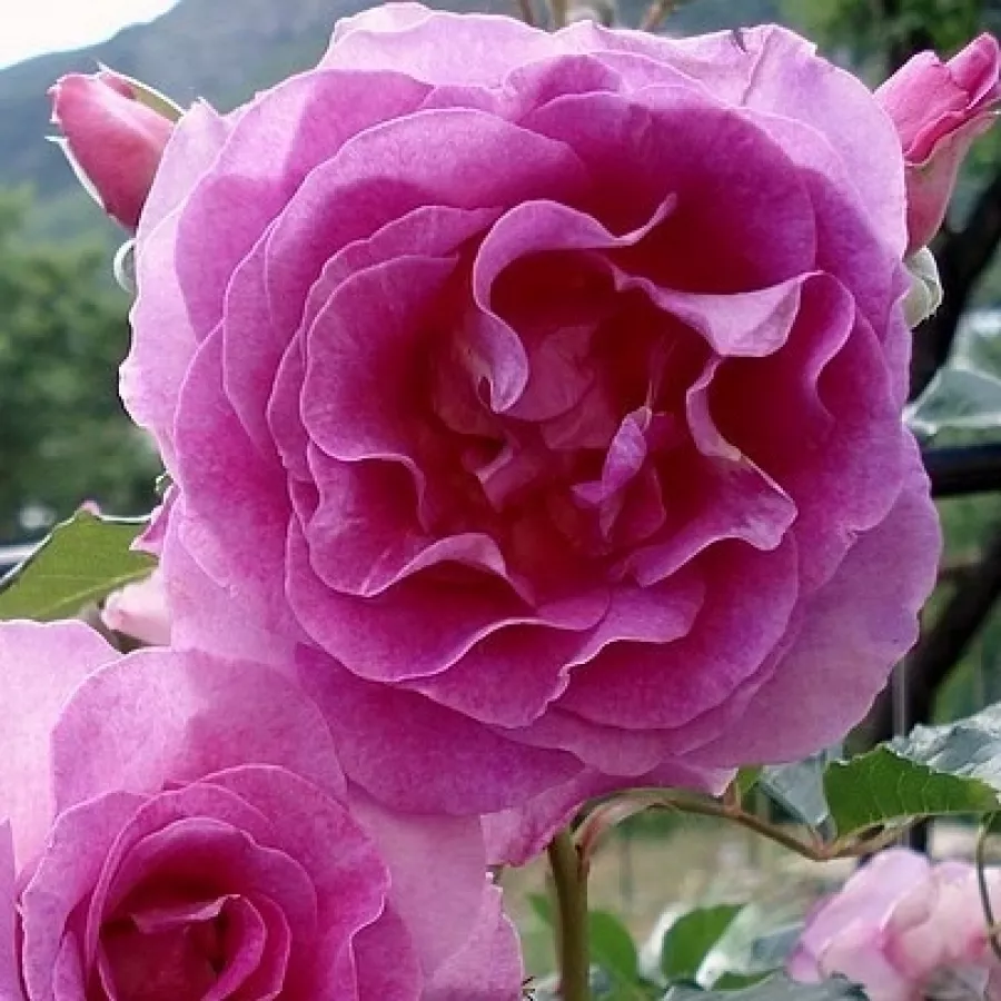 Ruža floribunda za gredice - Ruža - Lavande Parfumée - sadnice ruža - proizvodnja i prodaja sadnica