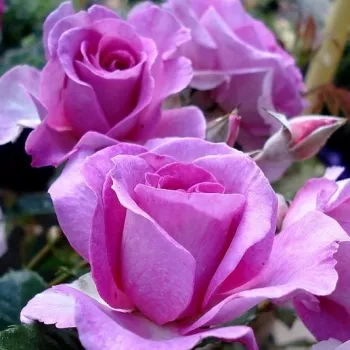 Rosa Lavande Parfumée - ružičasta - ruža floribunda za gredice
