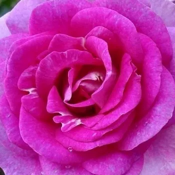 Rózsák webáruháza. - rózsaszín - virágágyi floribunda rózsa - intenzív illatú rózsa - Lavande Parfumée - (80-100 cm)