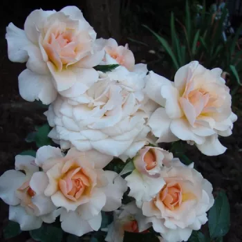 MARJOLAINE – barackszín virágágyi floribunda rózsa - Sauvageot