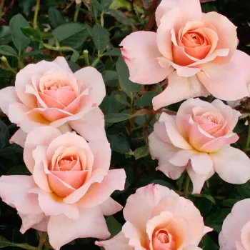 Finom pasztell barack - és lazacárnyalatokból álló, meleg tónusú szín. - virágágyi floribunda rózsa - enyhe, visszafogott illatú rózsa - diszkrét karakterű