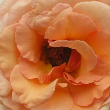Online rózsa vásárlás - barackszín - enyhe, visszafogott illatú rózsa - Marjolaine - virágágyi floribunda rózsa - (75-105 cm)
